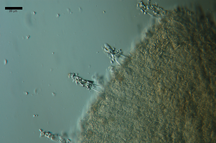 Forse Gloiothele citrina? - foto 6456 (Hyphoderma probatum)